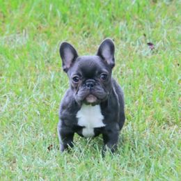 Girl 2 - French Bulldog puppy from Eastpoint Frenchies