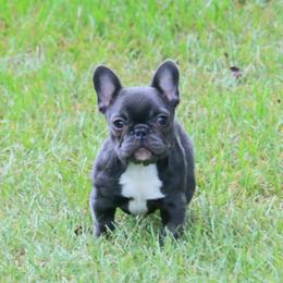 Girl 2 - French Bulldog puppy from Eastpoint Frenchies