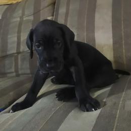 Fiona - Black female Great Dane puppy in Pollock, Louisiana from Danes Done Right