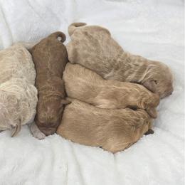 Tasha - Apricot female Goldendoodle puppy in Crawfordsville, Indiana from Winding Creek Ranch Doodles