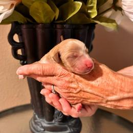 Brown Boy - Parti male Goldendoodle puppy in Kitsap County, Washington from Amazing Grace Doodles