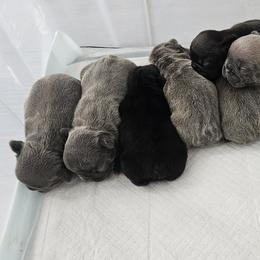 French Bulldogs from All 8 Frenchies
