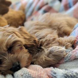 Cavapoo Puppies from PuppybuddyUSA