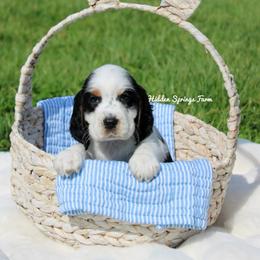 Brooks - Black white and tan male English Springer Spaniel puppy in Winchester, Kentucky from Hidden Springs Farm