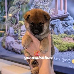 CAMI - Sesame female Shiba Inu puppy in Minnesota from BonsaiShibas