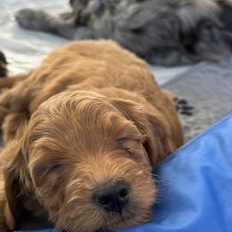 Goldendoodles from Michelle's Goldendoodles