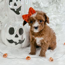 Girl 2 - Red  female Poodle puppy in Flint, Michigan from Anytime Doodles