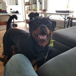 Raleigh - Rottweiler