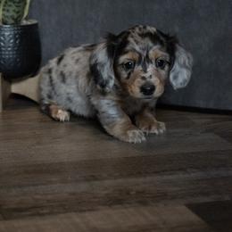 Elio - Dapple male Dachshund puppy in Stilwell, Oklahoma from Mountain Top Dachshunds