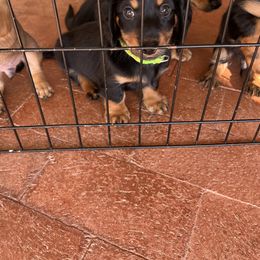 Dachshund Puppies from Eddy’s Mini Doxies