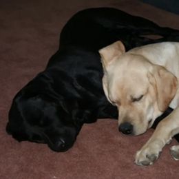 Labrador Retrievers from Handy Hill Labradors