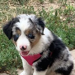 Australian Shepherd, Miniature Australian Shepherd, and Toy Australian Shepherd Puppies from KNJ Aussies