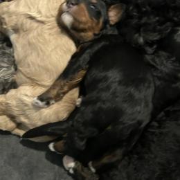 Bernedoodle and Goldendoodle Puppies from Forest Family Doodles