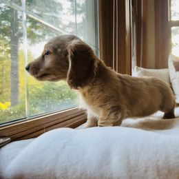Dachshund Puppies from Guiley Doxies