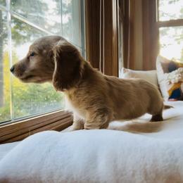 Dachshund Puppies from Guiley Doxies