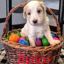 BUNCO - Parti male Labradoodle puppy in Sussex, Wisconsin from Dancing Doodles