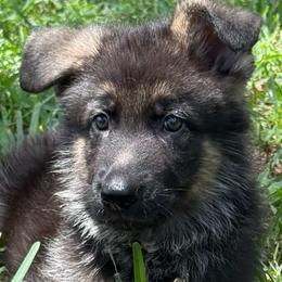 Green Collar Puppy 2 - Black and red male German Shepherd puppy in Central Florida, Florida from Vom Furstenhund