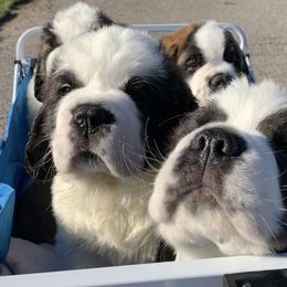 Saint Bernard Puppies from Avant-Gard Saint Bernards