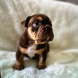 Dora - Chocolate tri-color female Bulldog puppy in Cheshire, Connecticut from Absolut Bulldogs