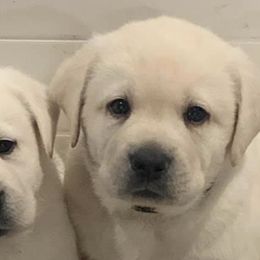 Labrador Retrievers from Lynneville Labradors