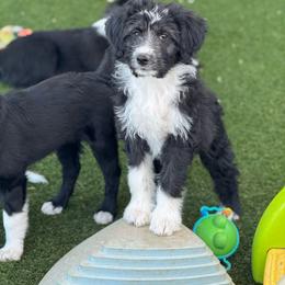 Camellia - Black and white female Aussiedoodle puppy in Peyton, Colorado from Colorful Colorado Aussiedoodles