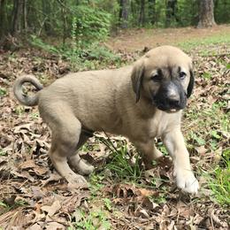 Boy 3- Blue - Fawn male Anatolian Shepherd Dog puppy in La Grange, Georgia from Florida Anatolian Shepherds