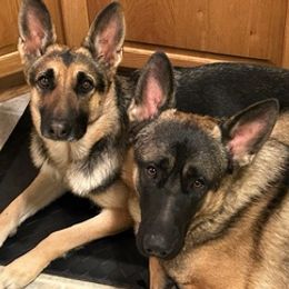 German Shepherds from Johnson Schäeferhundar