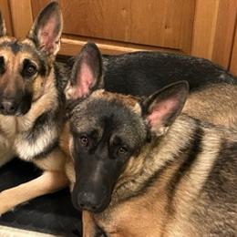 German Shepherds from Johnson Schäeferhundar