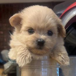 Mahiro - Cream female Maltipoo puppy in Long Island, New York from Minipaws kennel