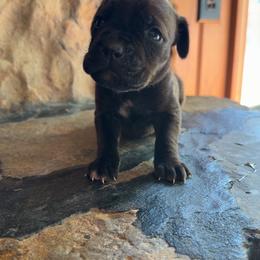 Yellow Collar Male - Chestnut brindle male Cane Corso puppy in Jasper, Alabama from C&M Cane Corso