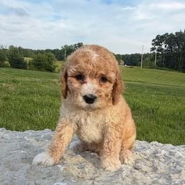Kingsley - Red male Cockapoo puppy in Connersville, Indiana from MoonShine Babies