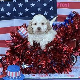 Frost - Red roan female Cockapoo puppy in Connersville, Indiana from MoonShine Babies