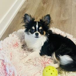 DeNiro - Black and tan male Chihuahua puppy in Morrisville, North Carolina from Mozzafiato Chihuahuas