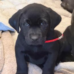 Black -red collar - Black male Dilute Retriever puppy in Teton County, Montana from East Front Labradors & Treasure State Schnauzers