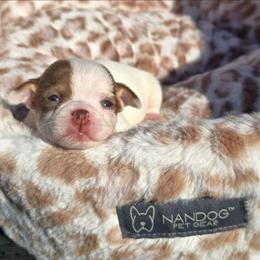 Lillian - Chocolate and white female Chihuahua puppy in Amity, Pennsylvania from Baxters Chihuahuas