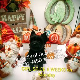 Spice - Black and tan female Yorkshire Terrier puppy in Charlotte, North Carolina from Queen City Yorkies