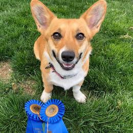 Pembroke Welsh Corgis from Sunshine Corgis