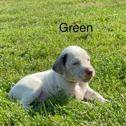 Green - White and brown male Braque du Bourbonnais puppy in Brandon, South Dakota from Sioux Ridge Pointers