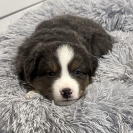 Dilute Black Tri - Black tri male Miniature American Shepherd puppy in Lake Ariel, Pennsylvania from Dream’s Edge Farm