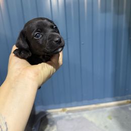 Boy 3 - White and black male Russell Terrier puppy in Great Falls, Montana from VS Golden Fields