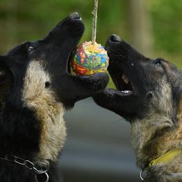 German Shepherds from Auf der Marquis German Shepherds