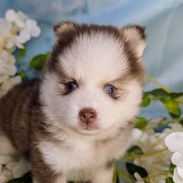 Pixie - Red and white female Pomsky puppy in Spring Hill, Florida from www.PuppyTimeEmporium.com