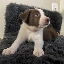 Orange Boy - White and red male Border Collie puppy in Miami, Florida from A&S Border Collies