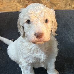 Goldendoodles from Deez Doodles