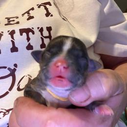 Buhita - Black sabled fawn female Chihuahua puppy in Yamhill, Oregon from Diamond Dog Chihuahuas