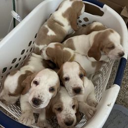 Basset Hound puppies from Mariah's Basset Hounds