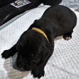 Tina - Black female Newfoundland puppy in Eugene, Oregon from Willamette Valley Newfoundlands