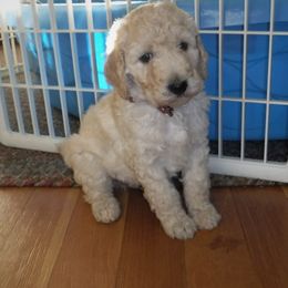 Poodle Puppies from Painted Sunset Kennels