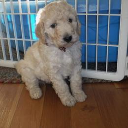 Poodle Puppies from Painted Sunset Kennels