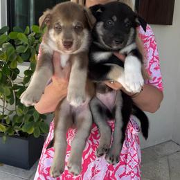 Snow - Black and tan female Lapponian Herder puppy in Boca Raton, Florida from Frozen Kennel